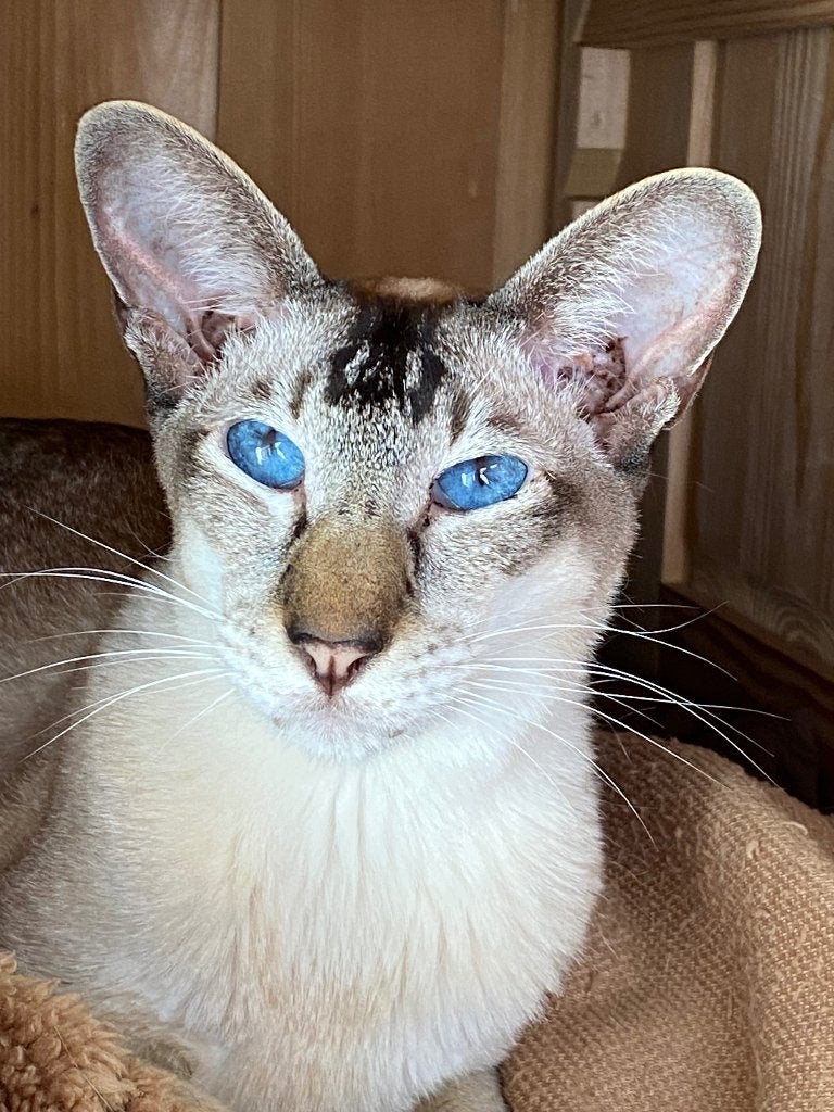 Siamees Poes 5 jaar oud kat, Dieren en Toebehoren, Poes, Gechipt, 3 tot 5 jaar
