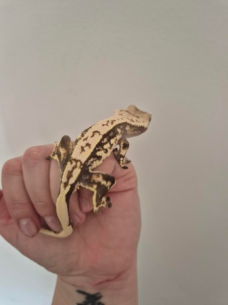 Correlophus ciliatus. Pinstripe Tricolor. Wimper gecko, Dieren en Toebehoren, Reptielen en Amfibieën, Hagedis, 0 tot 2 jaar