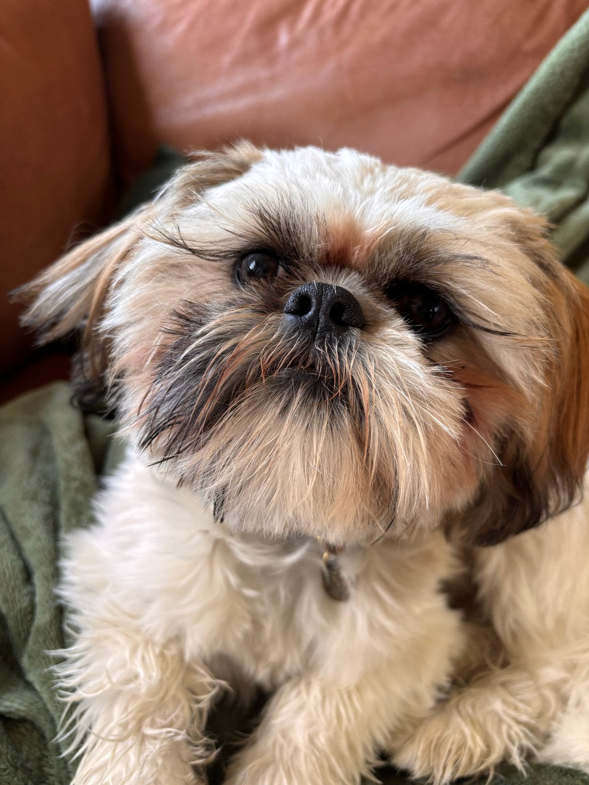 Shih Tzu dekreu aangeboden ( met ervaring), Dieren en Toebehoren, Honden | Dekreuen, Reu, 1 tot 2 jaar, Parvo, Eén hond