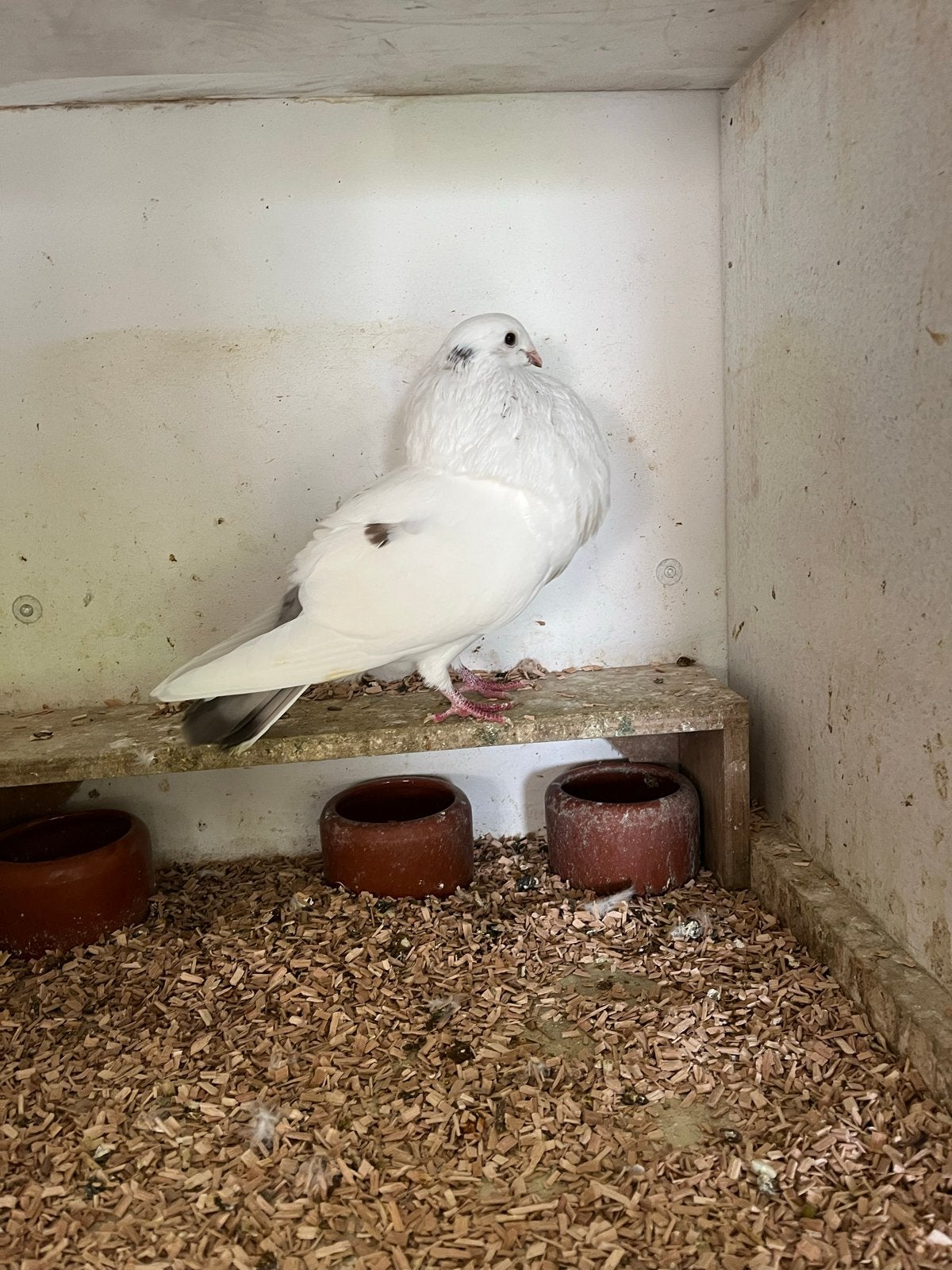 Veleno kropper spaans imp duivin, Dieren en Toebehoren, Vrouwelijk, Kropper