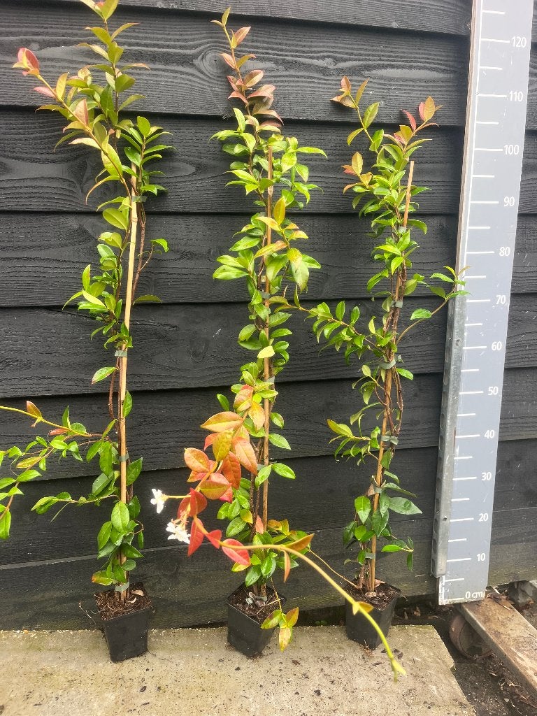 Foto 4 van Toscaanse Jasmijn (Trachelospermum Jasminoides)
