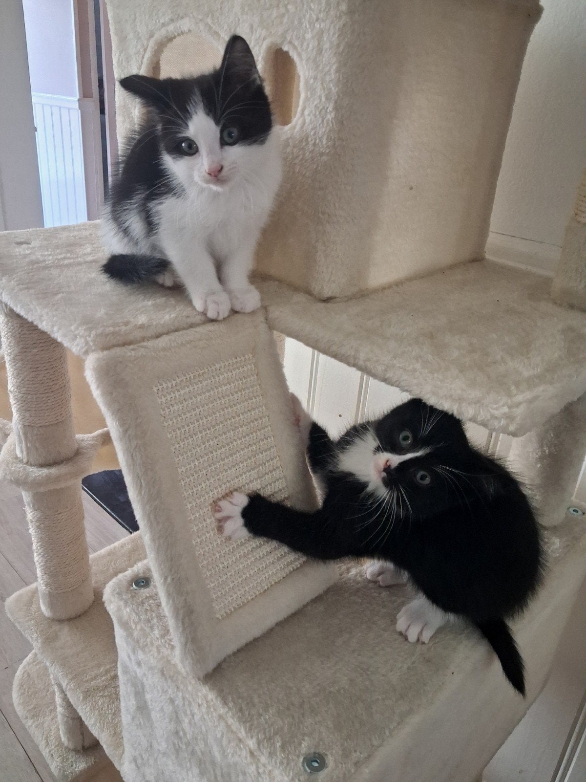 Lieve kittens 💙💙, Meerdere dieren, Kortharig, 0 tot 2 jaar