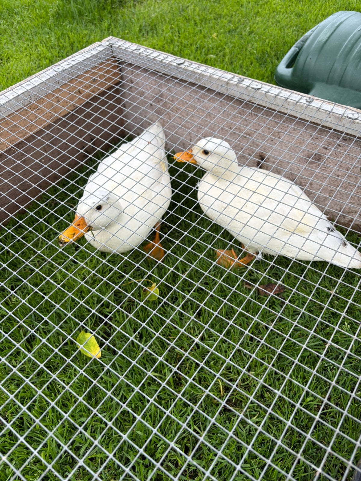 Kwakers, Dieren en Toebehoren, Pluimvee, Meerdere dieren, Overige soorten