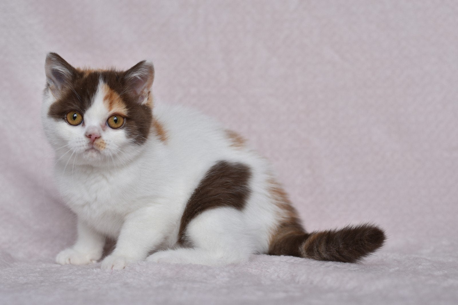 Britse Korthaar Chocolate Tortie Harlekijn – Nancy, Dieren en Toebehoren, Poes, Met stamboom