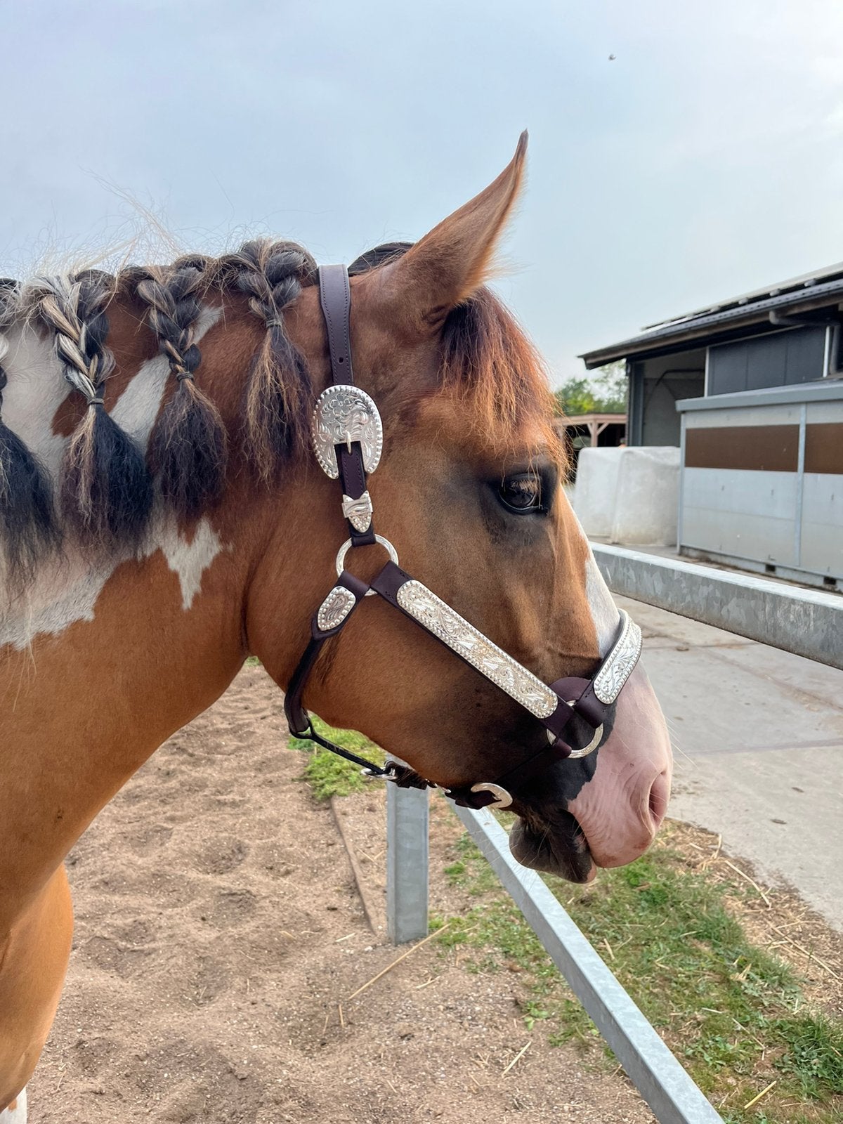 Stonedeek showhalster cob bruin, Bruin, Nieuw, Ophalen of Verzenden, Halster