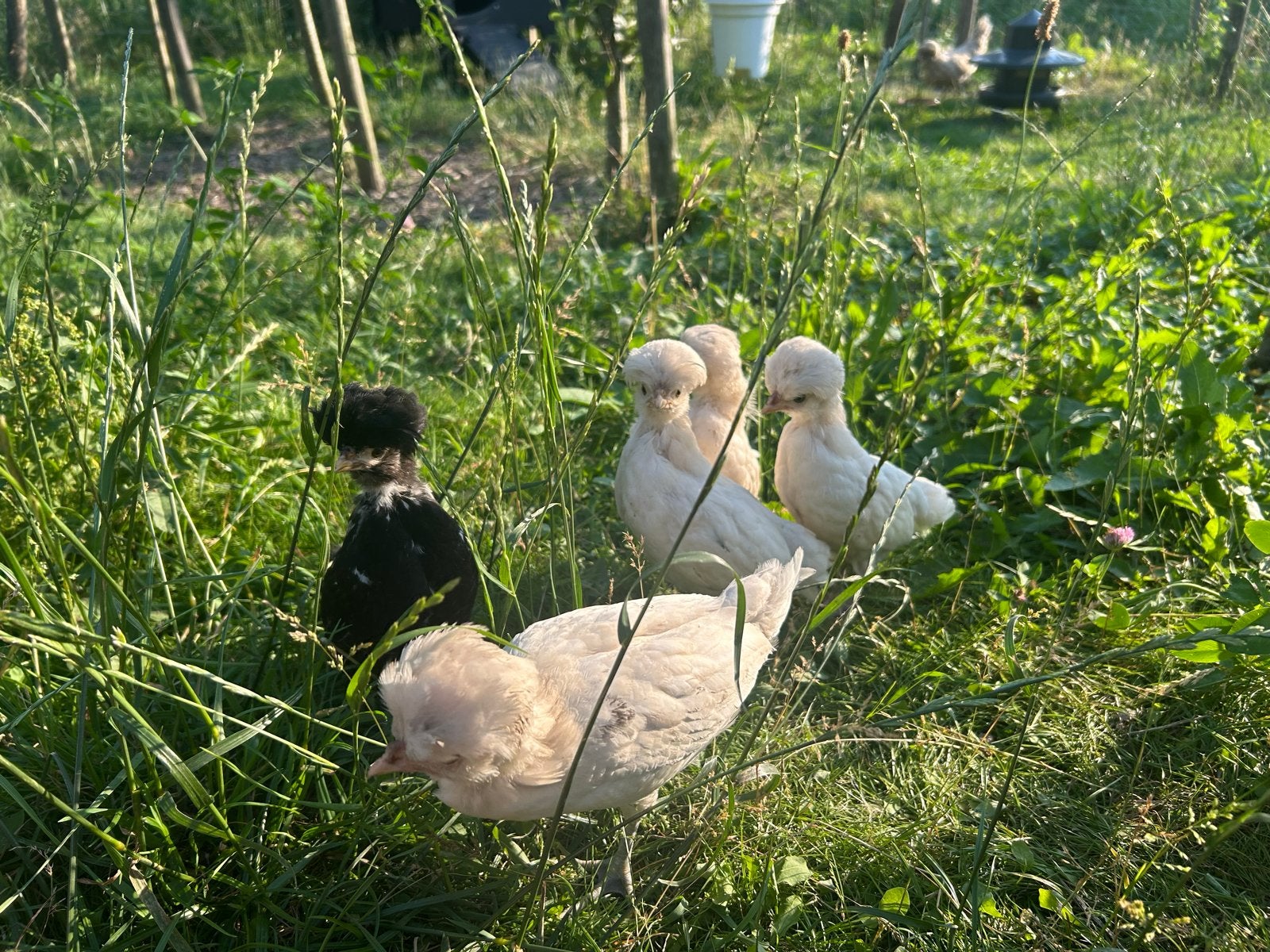 Padua kuikens, Dieren en Toebehoren, Geslacht onbekend, Kip