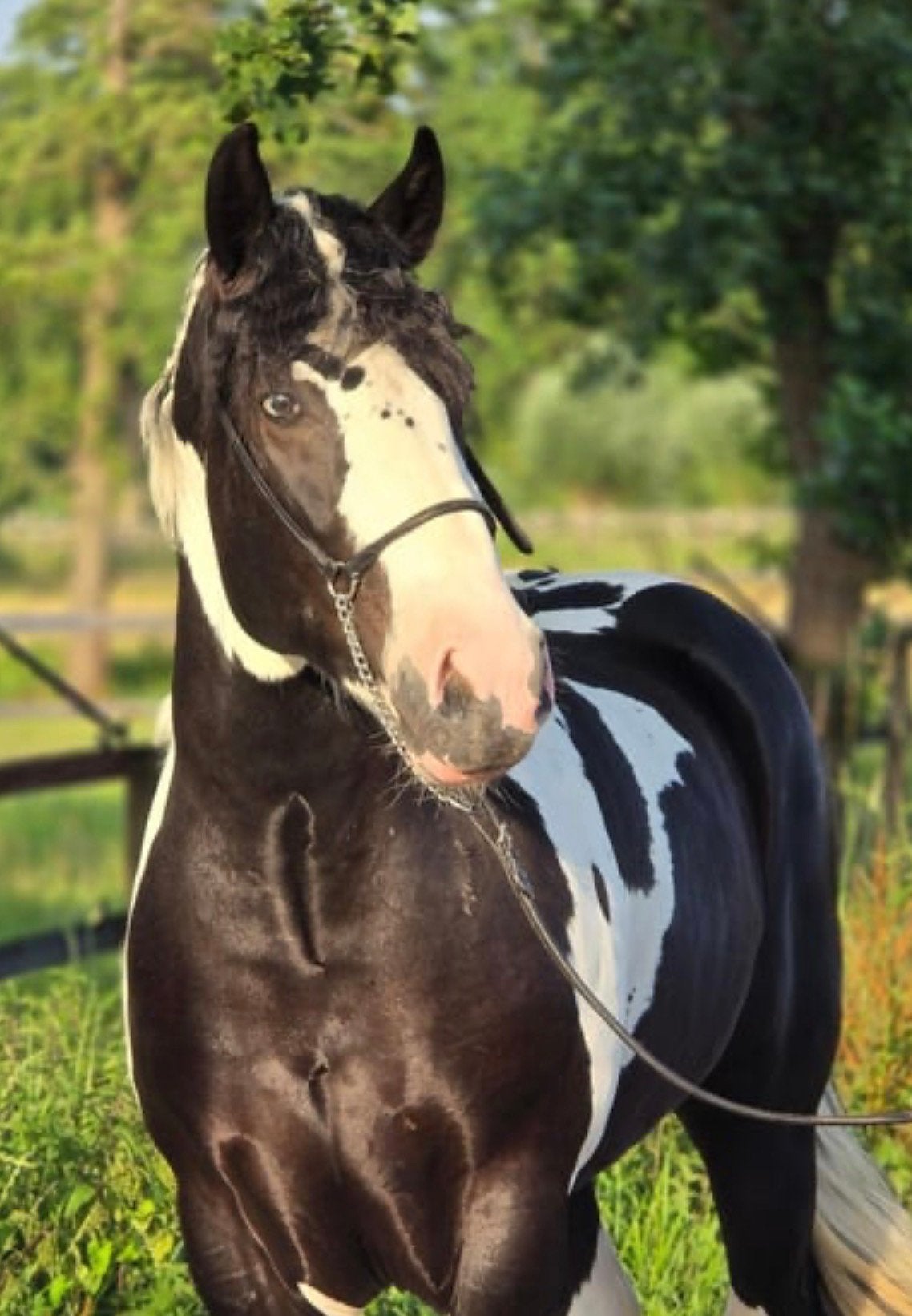 Prachtige ruin Walus – 3 jaar oud, Dieren en Toebehoren, Pony's, Ruin, B, D pony (1.37m tot 1.48m), Recreatiepony, 3 tot 6 jaar