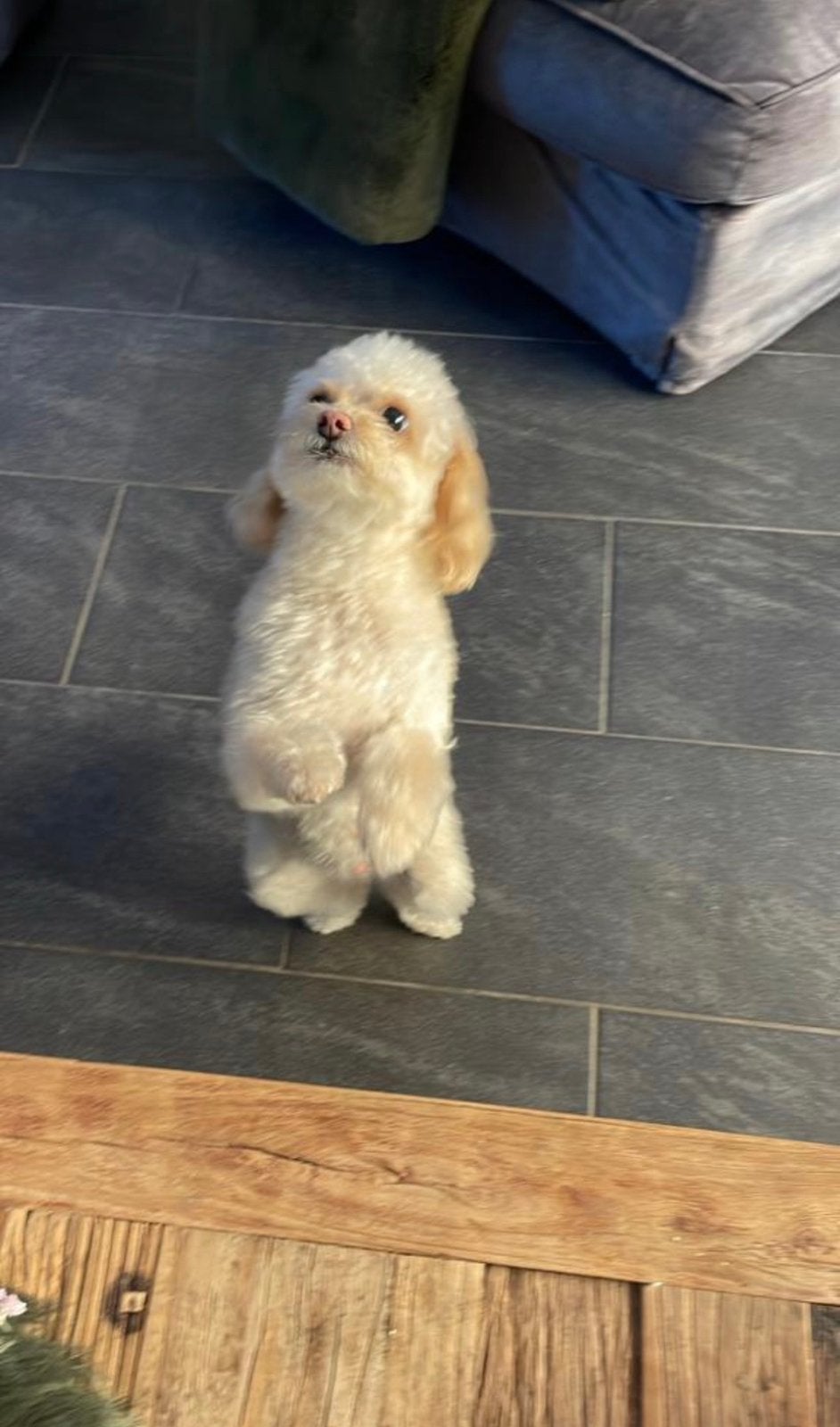 Vijf Prachtige Toypoedelpuppy’s, Poedel, 8 tot 15 weken, Teef, Meerdere