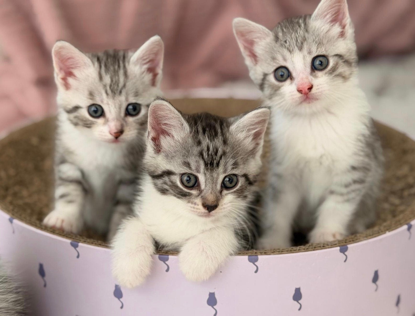 4 Prachtige half Maine Coon kittens, Meerdere dieren, Ontwormd, 0 tot 2 jaar