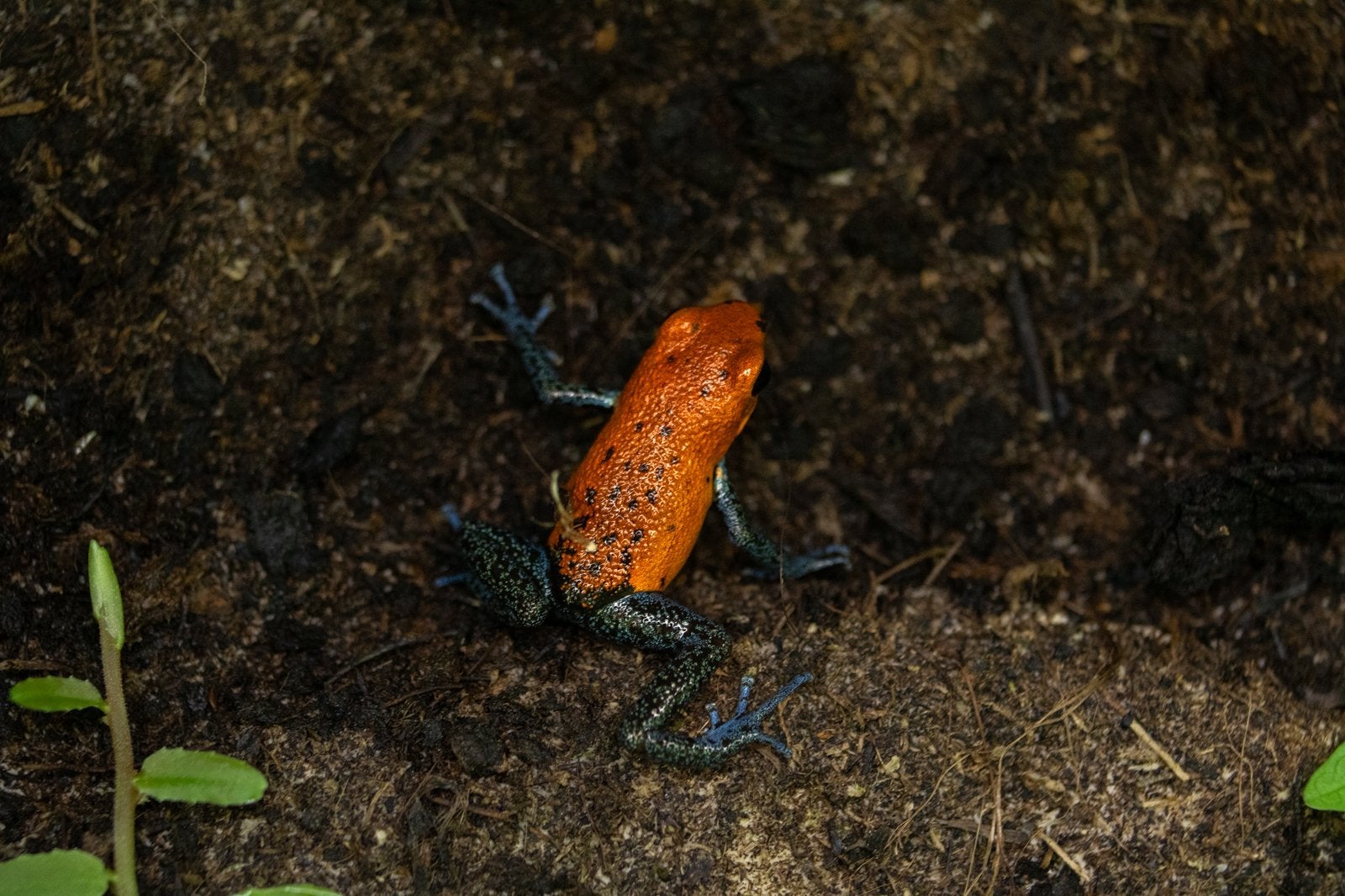 Oophaga Pumilio Valle del Rey, Slang, 0 tot 2 jaar