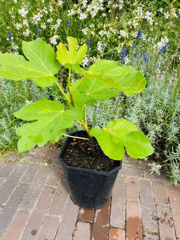Vijgenboom "CDD Rimada" (zeldzaam), Minder dan 100 cm, Volle zon, In pot, Ophalen of Verzenden