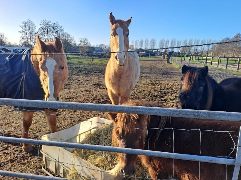 Stalling gezocht omgeving ederveen voor 2 paarden., Dieren en Toebehoren, Ophalen of Verzenden, Overige soorten