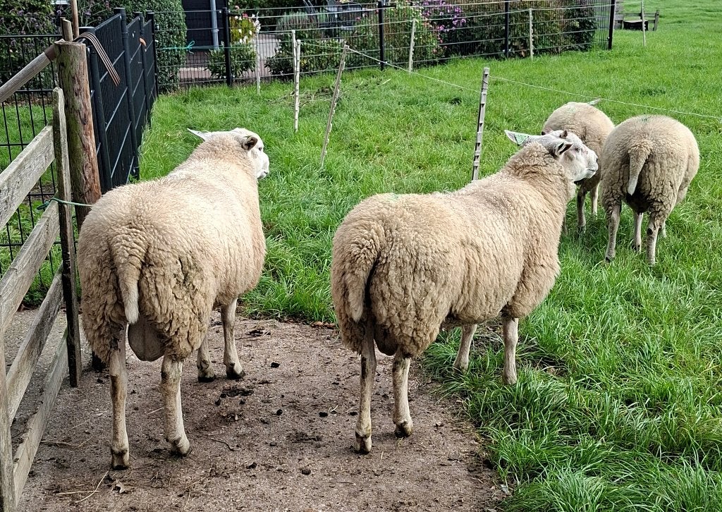 Prachtige stamboek Dekrammen, Dieren en Toebehoren, Mannelijk, Schaap, 0 tot 2 jaar