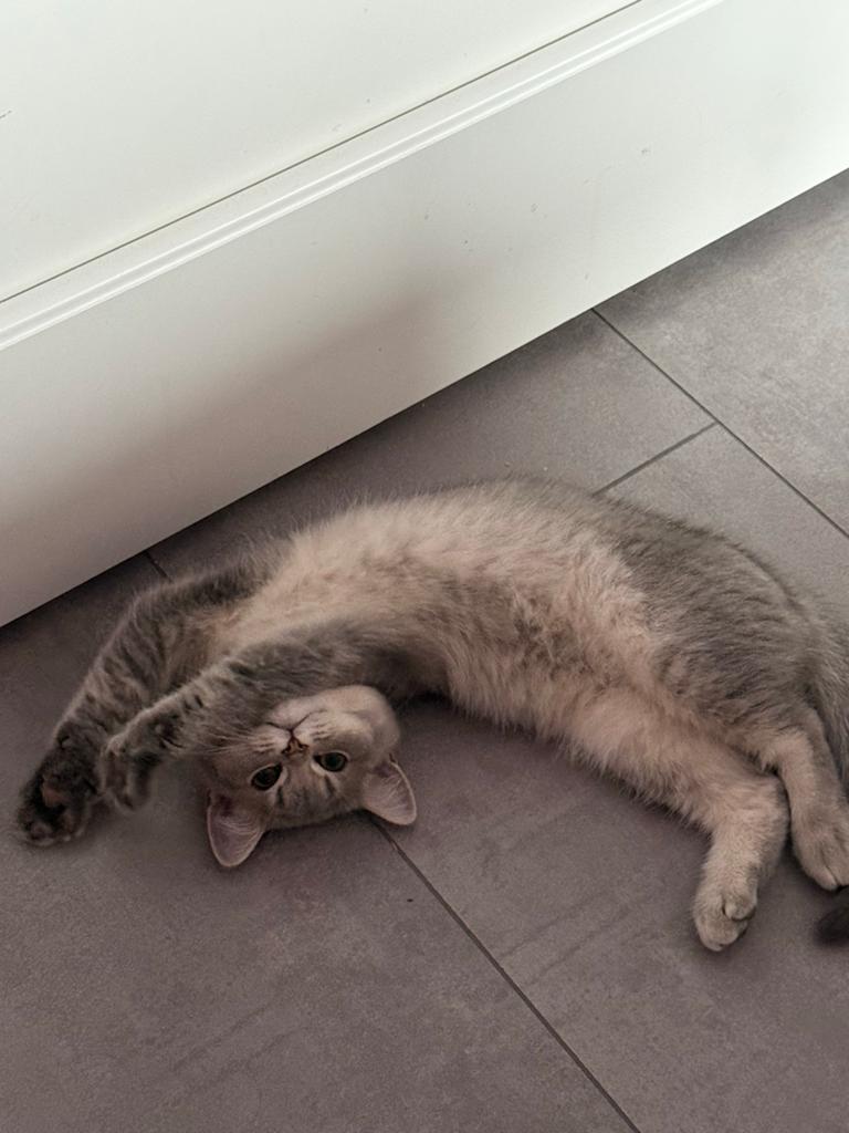 British shorthair kitten, Meerdere dieren, Ontwormd, 0 tot 2 jaar