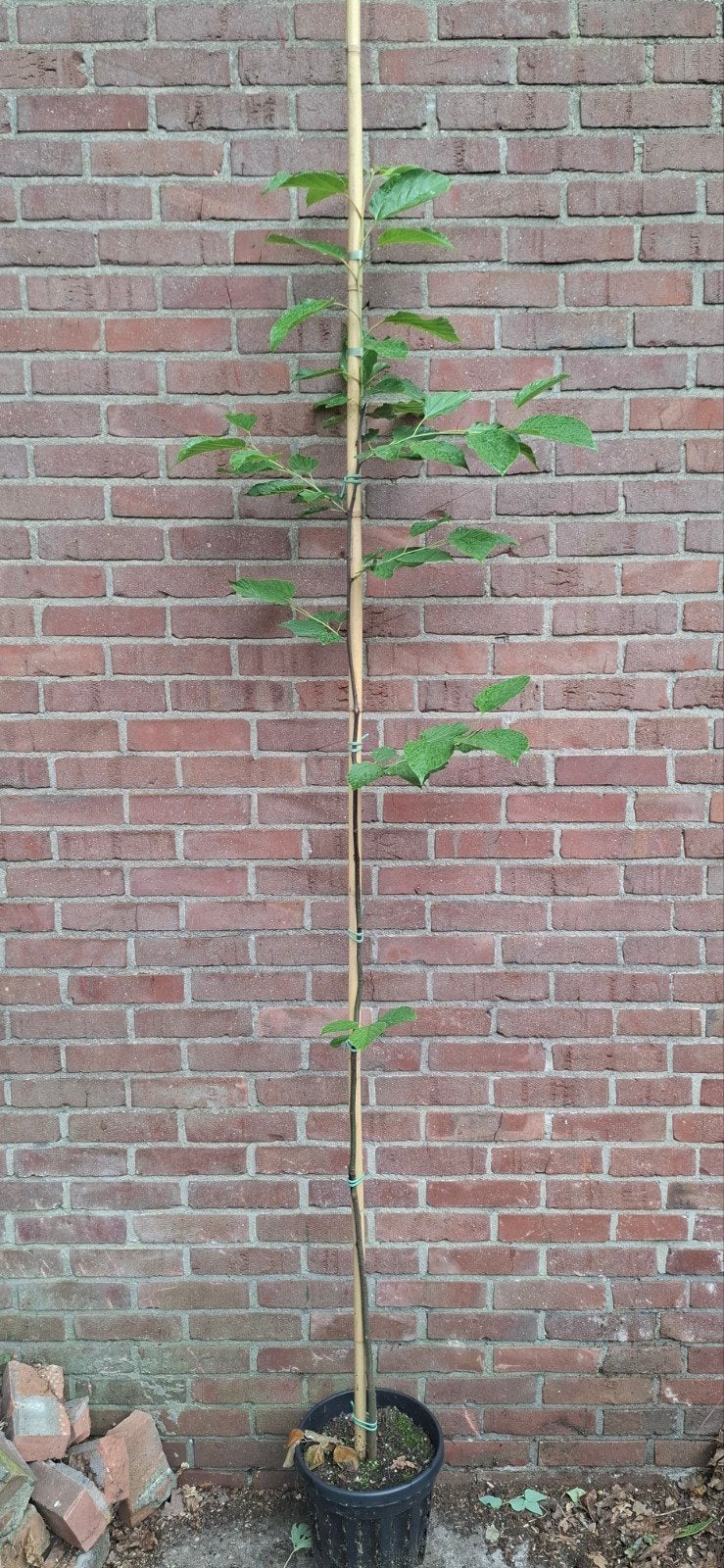 Hovenia dulcis, rozijnenboom, Tuin en Terras, Ophalen, Volle zon, Overige soorten