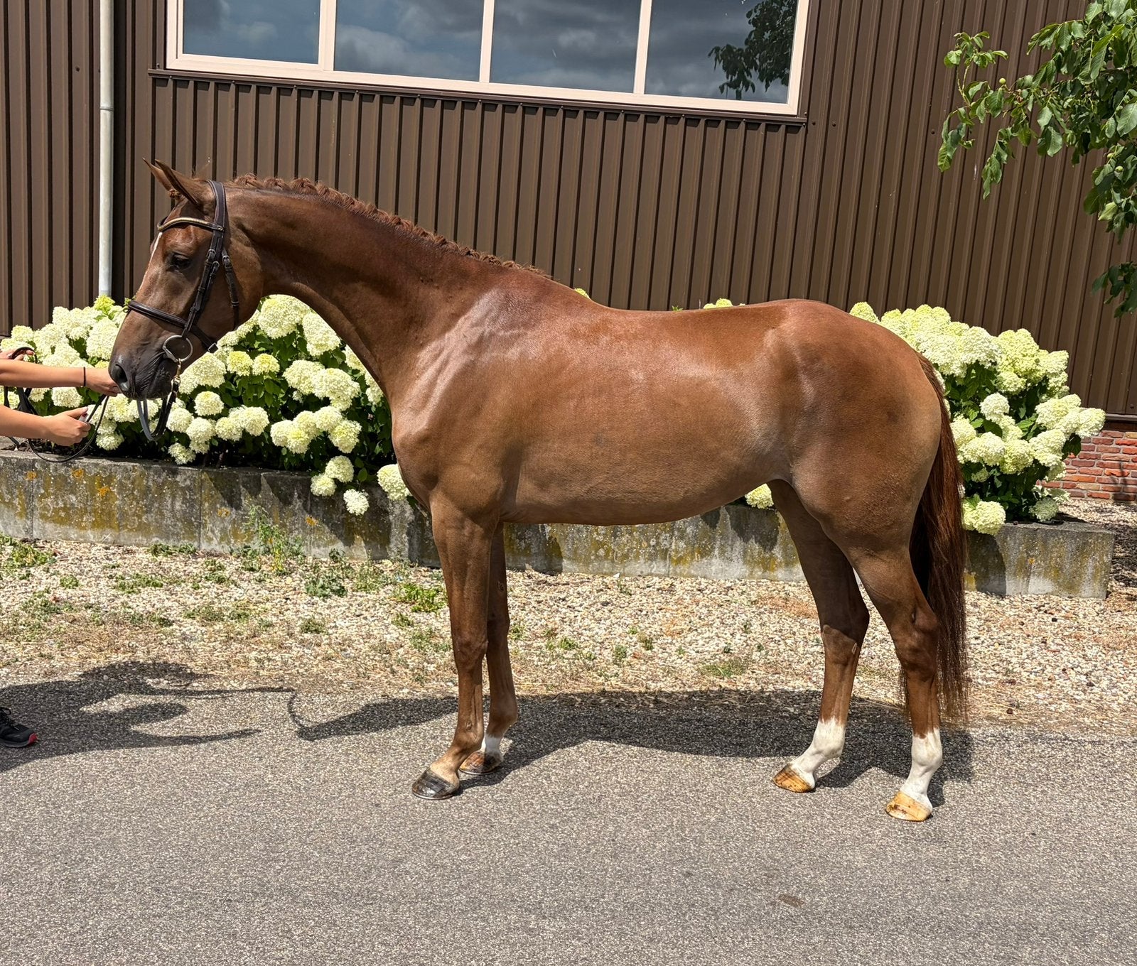 Te koop: super sympathieke ster/vlg keur merrie (Lloyd), Dieren en Toebehoren, Paarden, Dressuurpaard, 3 tot 6 jaar, 160 tot 165 cm