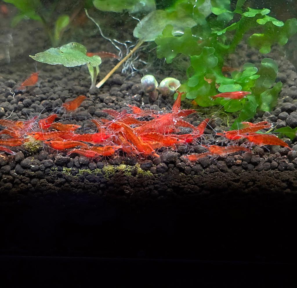 Neocaridina Bloody Mary garnalen | Shrimporium, Kreeft, Krab of Garnaal
