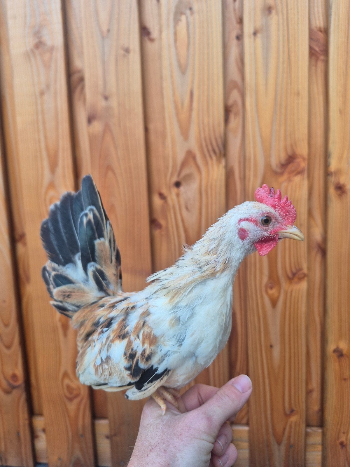 Diverse jonge Serama haantjes, Mannelijk, Kip