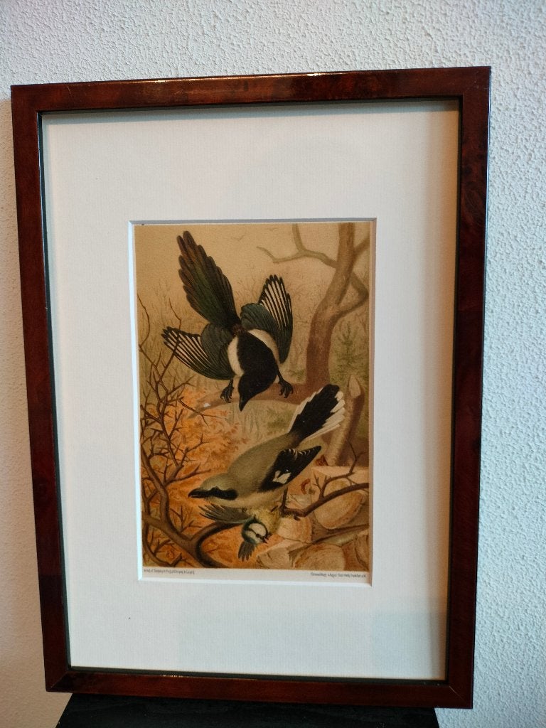 Chromolitho Litho A. Haase Praag Vogels Vogel Birds 1888, Ophalen of Verzenden