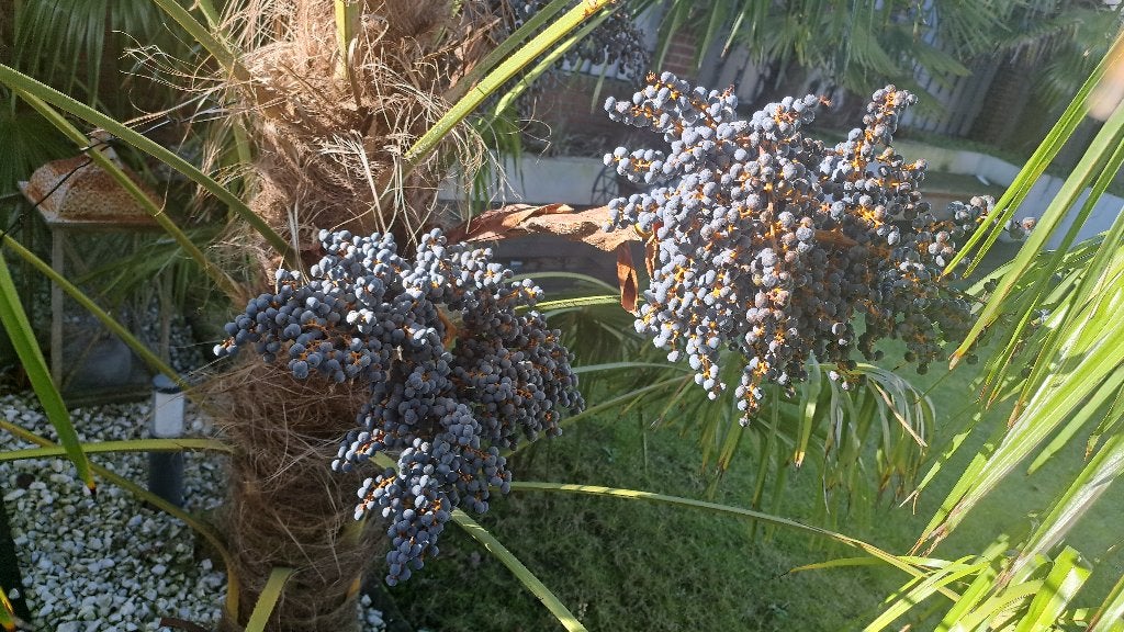 Trachycarpus fortunei zaden – Waaierpalm / winterharde palm, Ophalen of Verzenden, Gehele jaar, Halfschaduw, Zaad