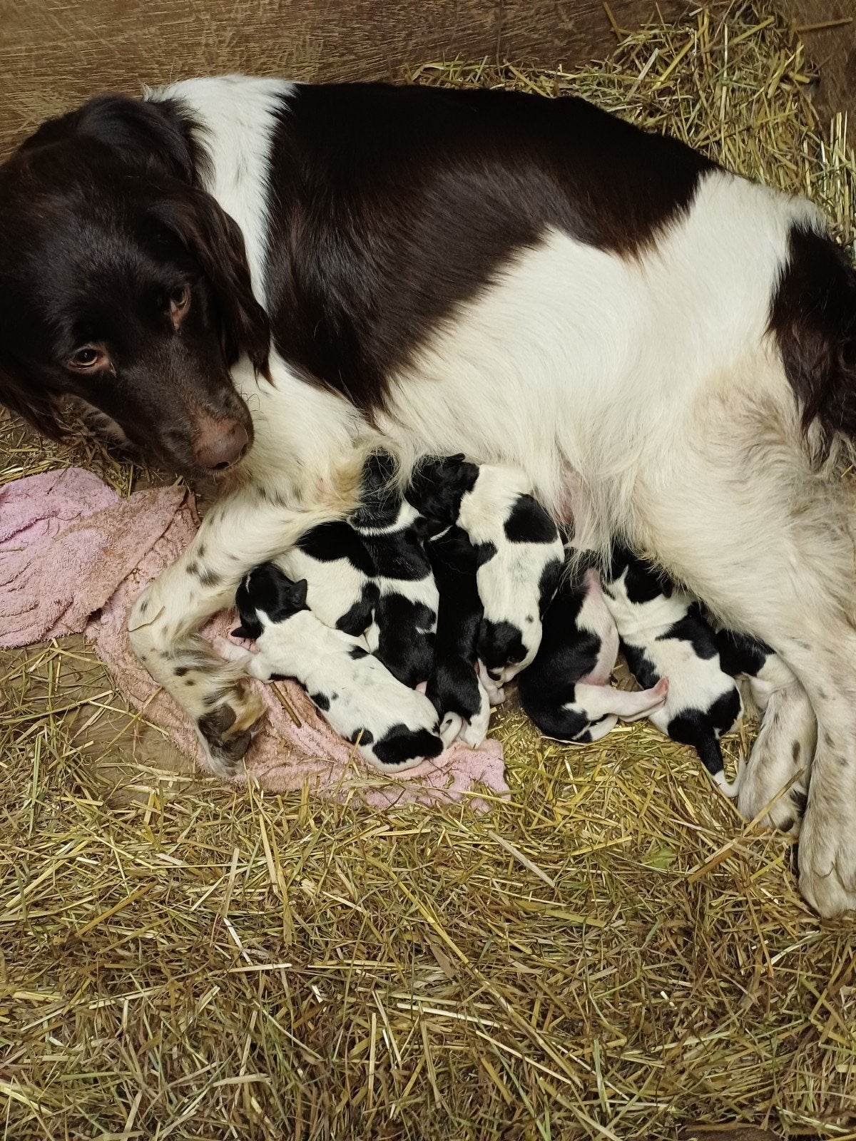 te koop Friese stabij pups, Dieren en Toebehoren, Overige rassen, Meerdere, Meerdere dieren, Nederland