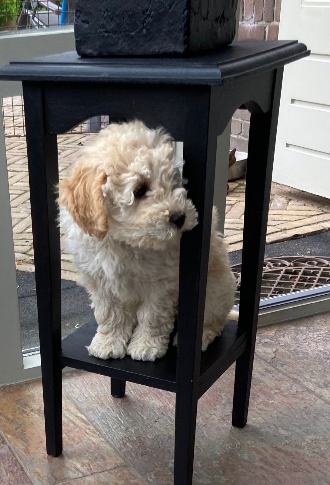 Mini labradoodle reutjes, Dieren en Toebehoren, Parvo, 8 tot 15 weken, Meerdere, Meerdere dieren