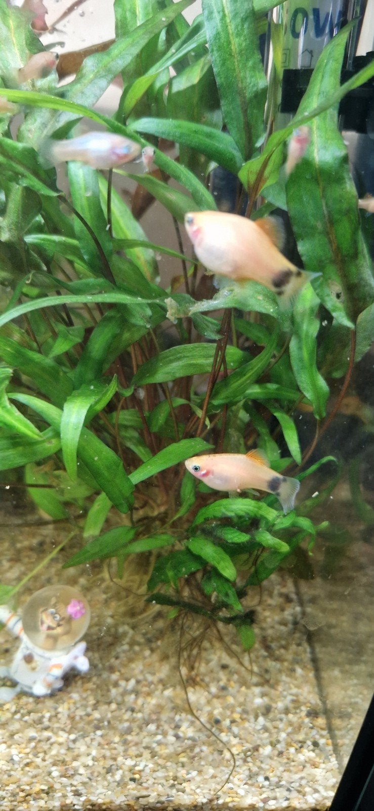 Jonge oranje Mickey Platy, Dieren en Toebehoren, Vis, Zoetwatervis