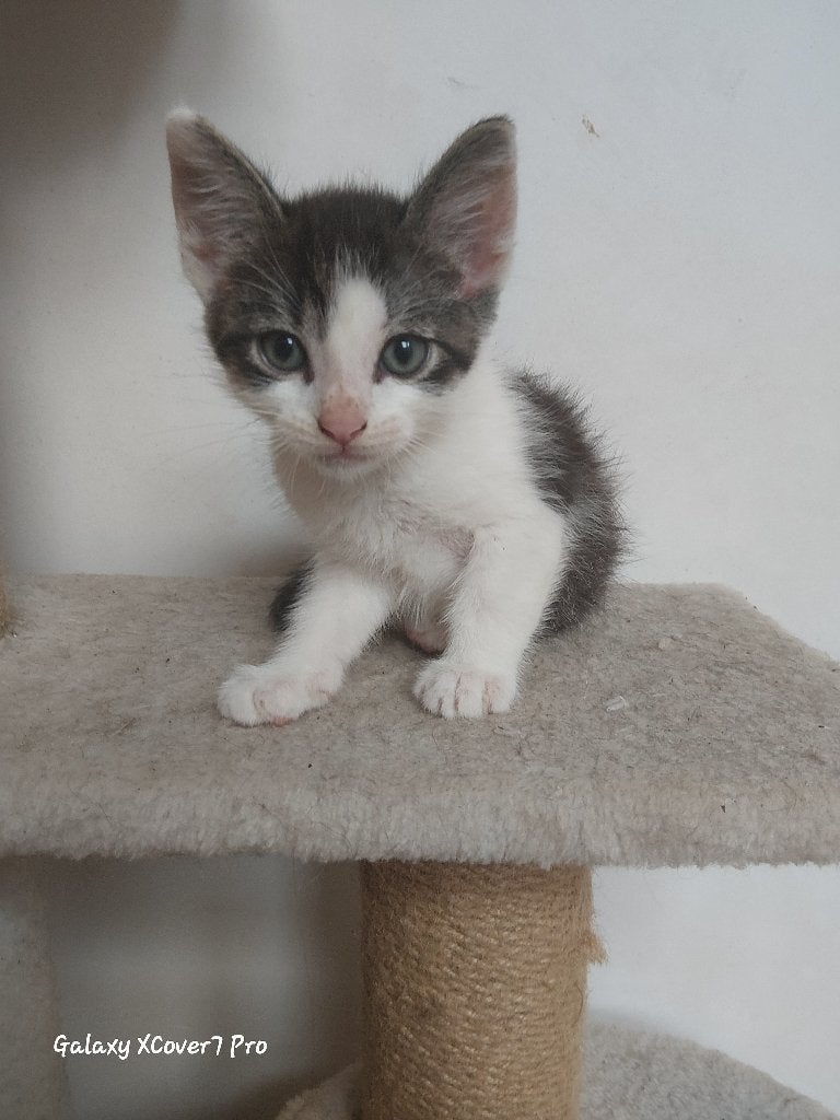 Kittens, Meerdere dieren, Kortharig, 0 tot 2 jaar