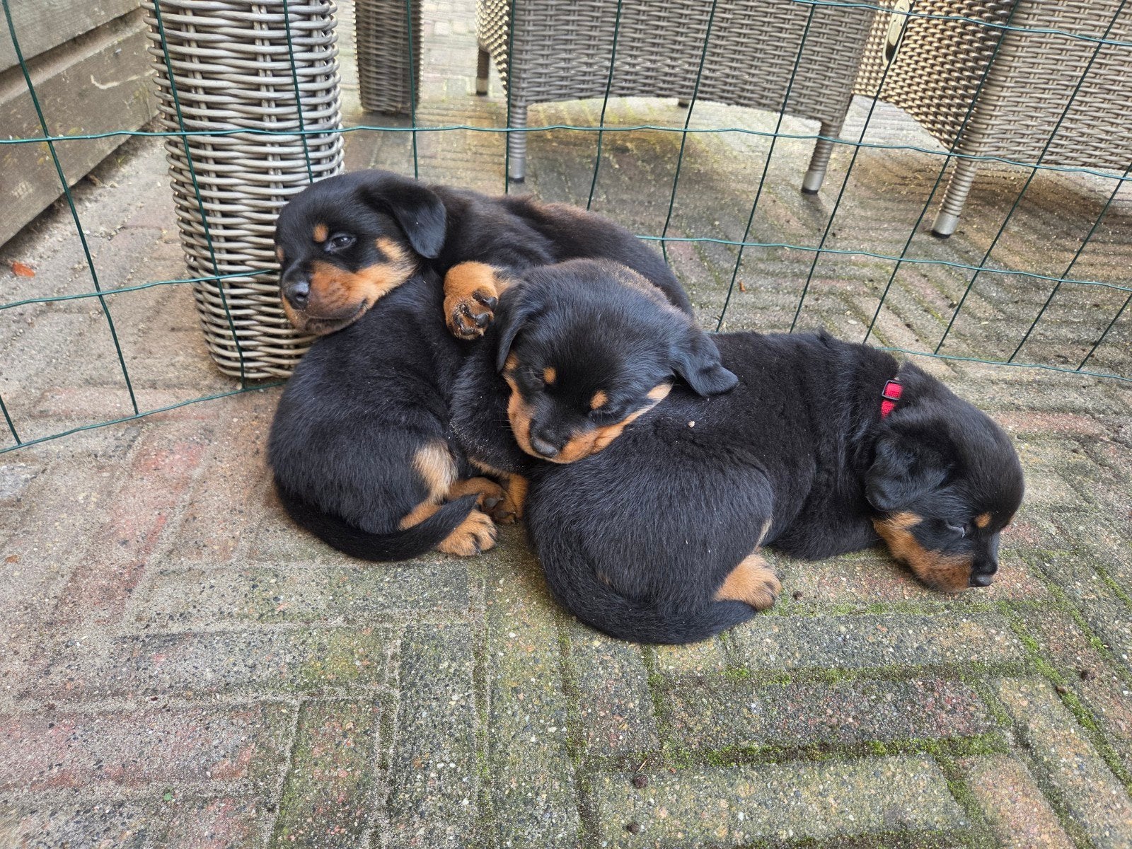 Rotweiler pups, 8 tot 15 weken, Meerdere, Meerdere dieren, Rottweiler