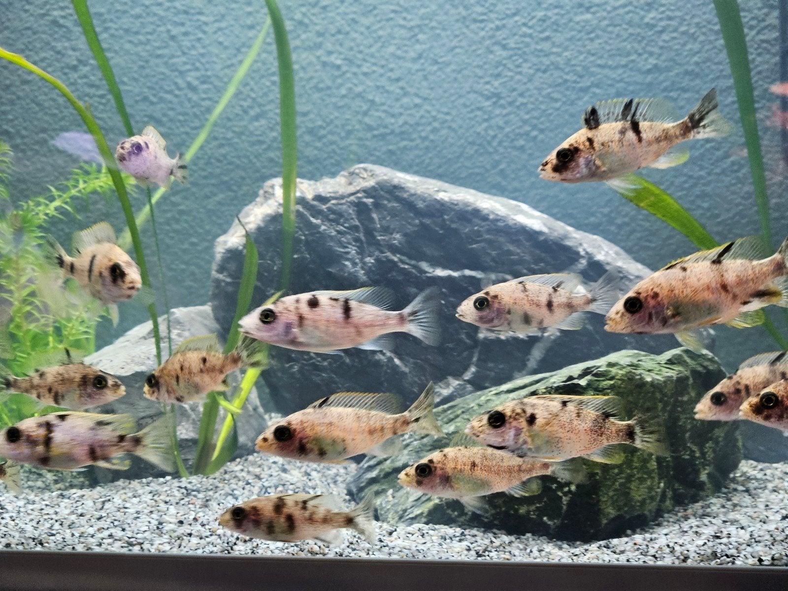 Aulonocara Multicolour 5-6 cm super mooi!, Dieren en Toebehoren, Vis, Zoetwatervis