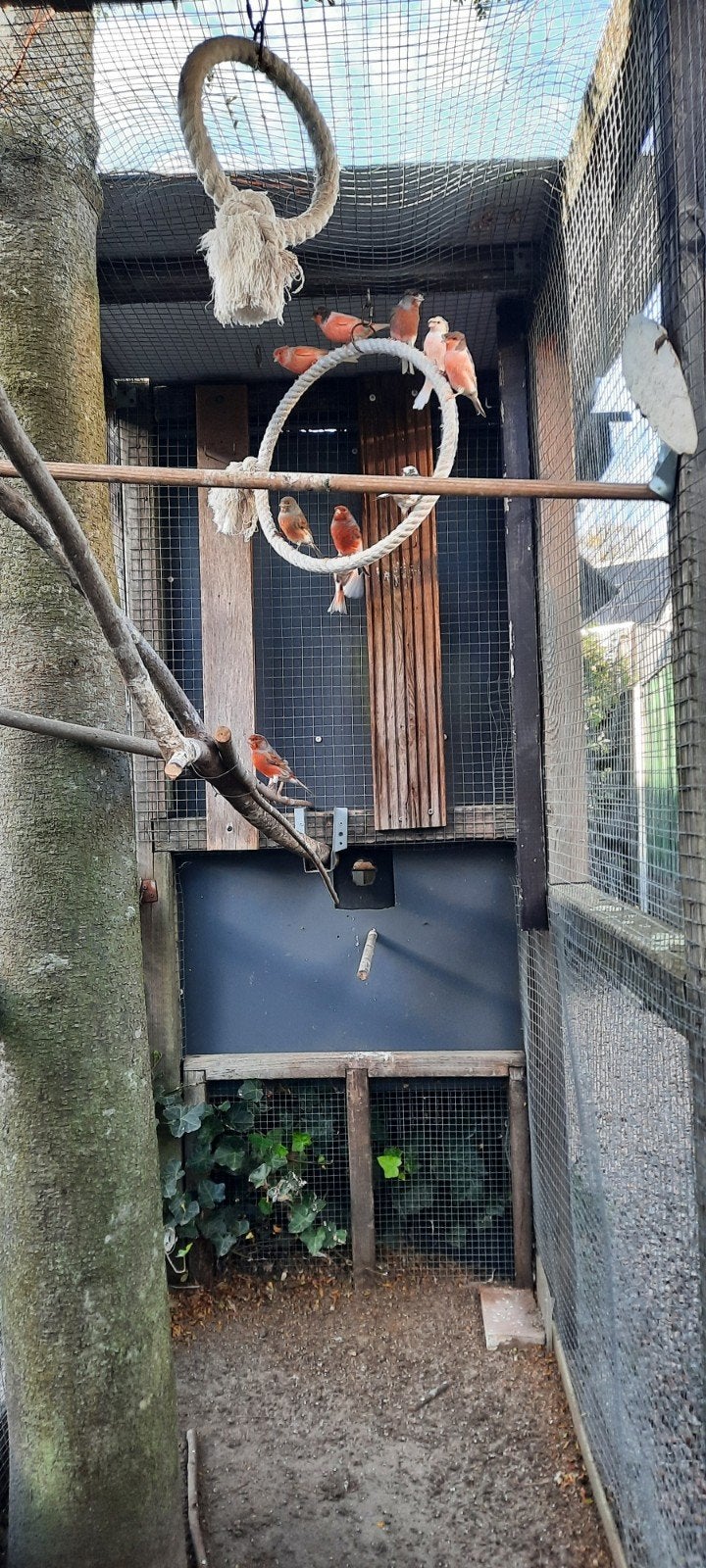 Harlekijn kanarie,s, Meerdere dieren