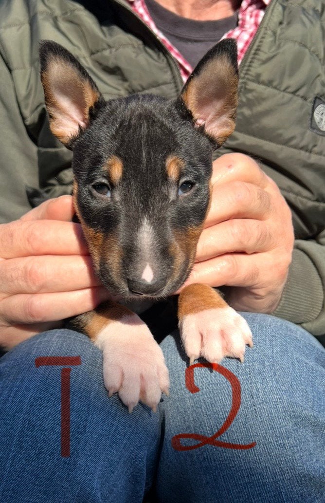 Miniatur Bullterrier Puppys Bull Terrier - Champion Puppys, Bull Terriër, Nederland, 8 tot 15 weken, Meerdere