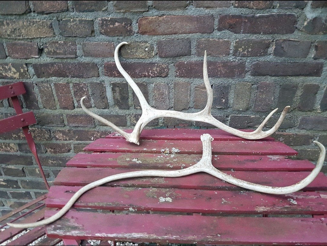 3 rendier geweien samen voor €120,- gewei rendier Noorwegen., Ophalen of Verzenden, Zo goed als nieuw, Hert, Gewei of Kop