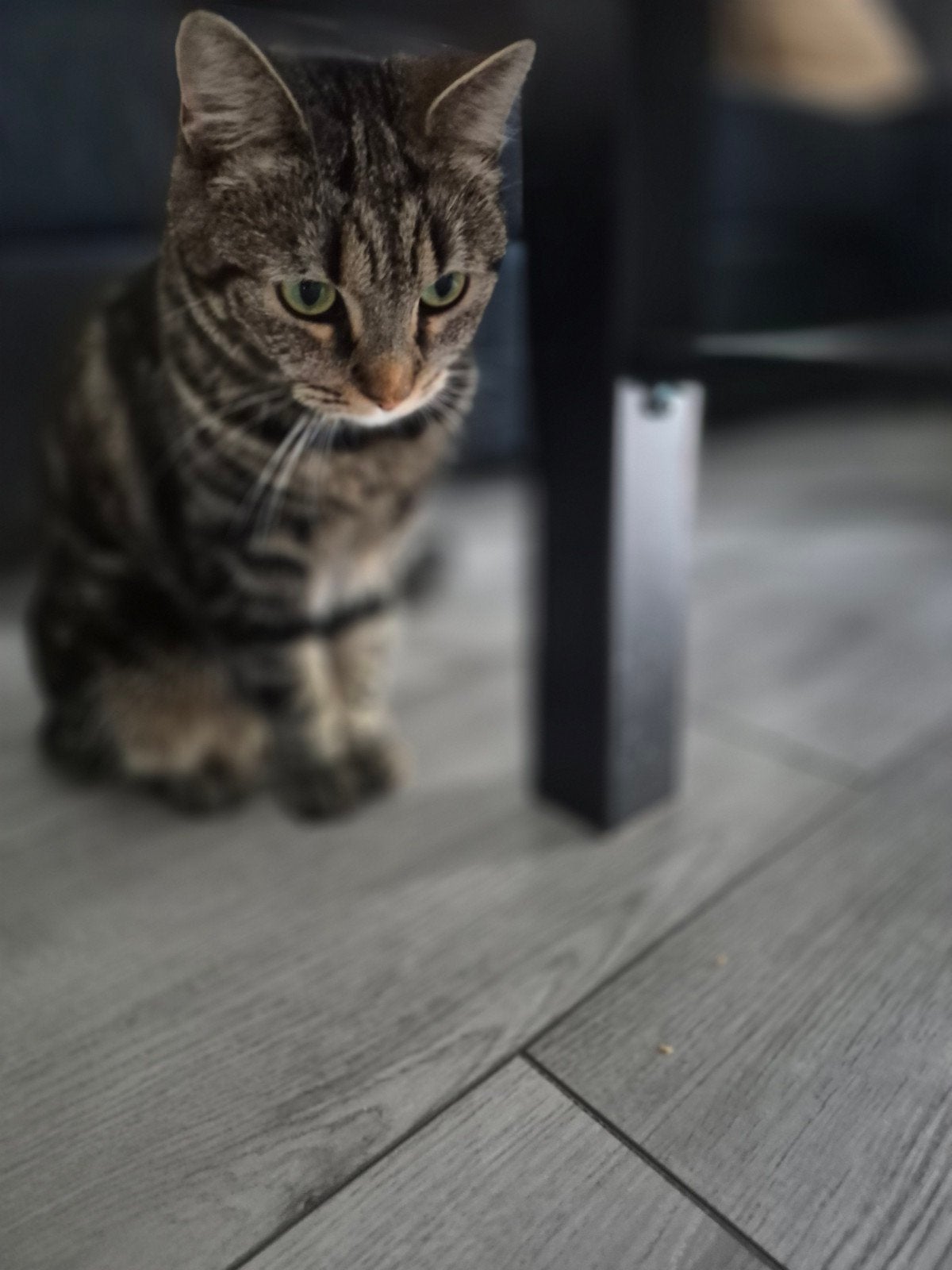 Broer en zus koppel zoeken huisje, Dieren en Toebehoren, Katten en Kittens | Overige Katten, Meerdere dieren