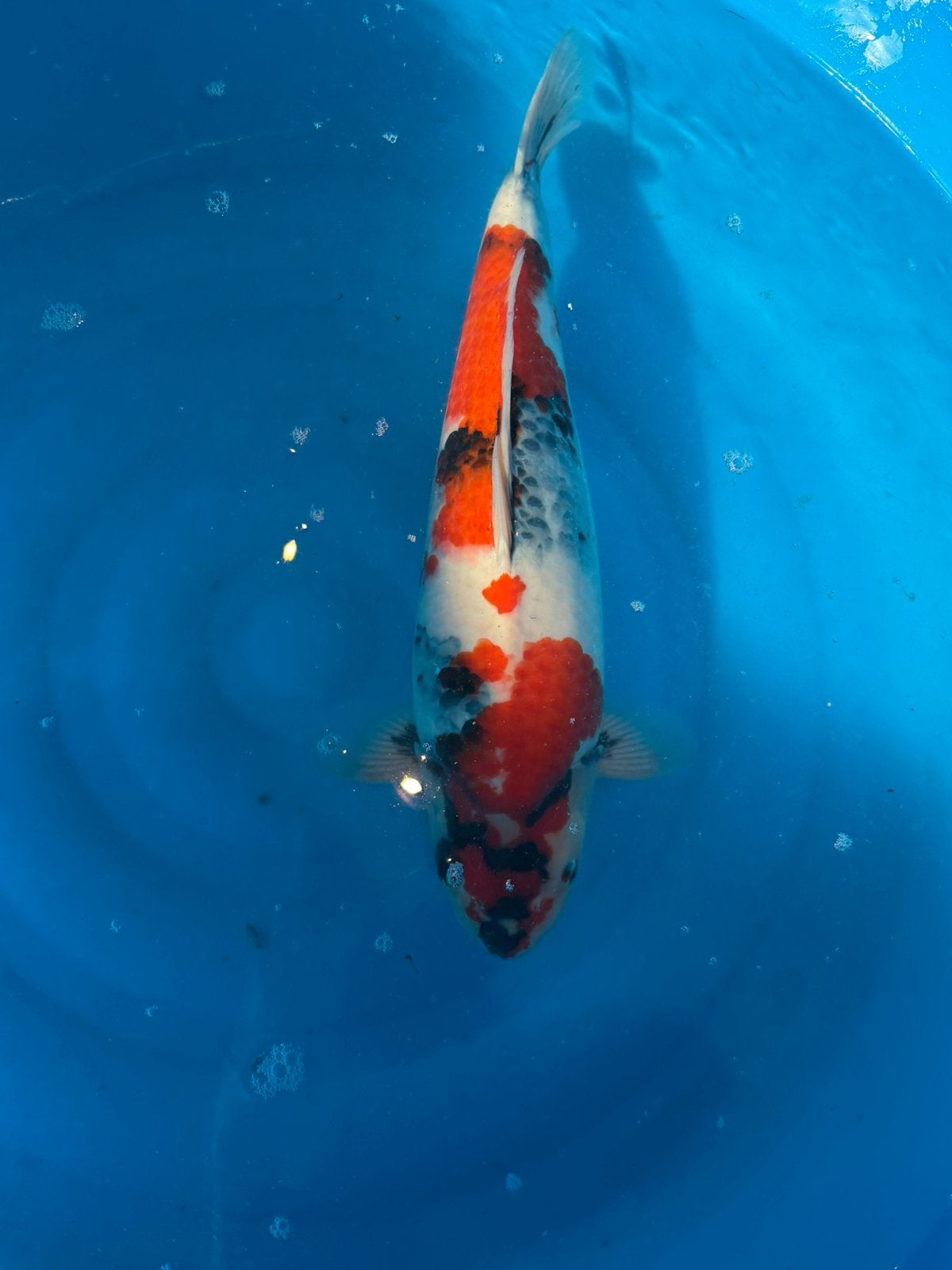 Showa Yoshino, Dieren en Toebehoren, Karper of Koi