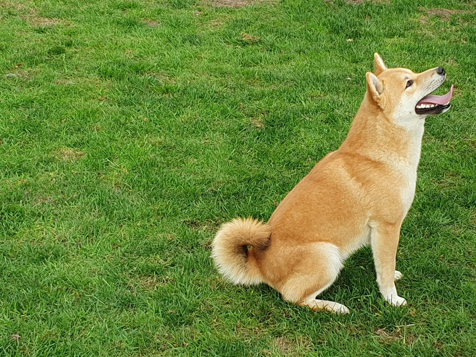 Shiba inu dekreu, Dieren en Toebehoren, Parvo, Eén hond, 3 tot 5 jaar, Nederland
