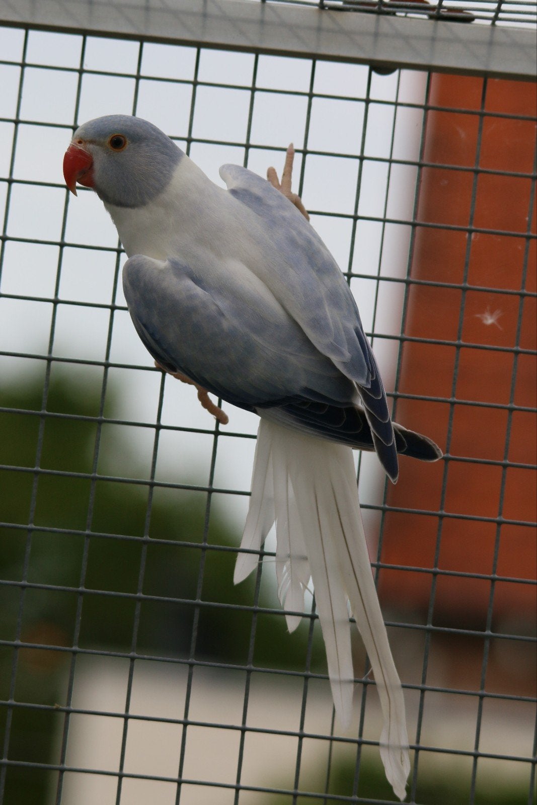 Halsbandparkiet Opaline Bleekstaart Violet man 2026, Dieren en Toebehoren, Mannelijk, Parkiet, Geringd