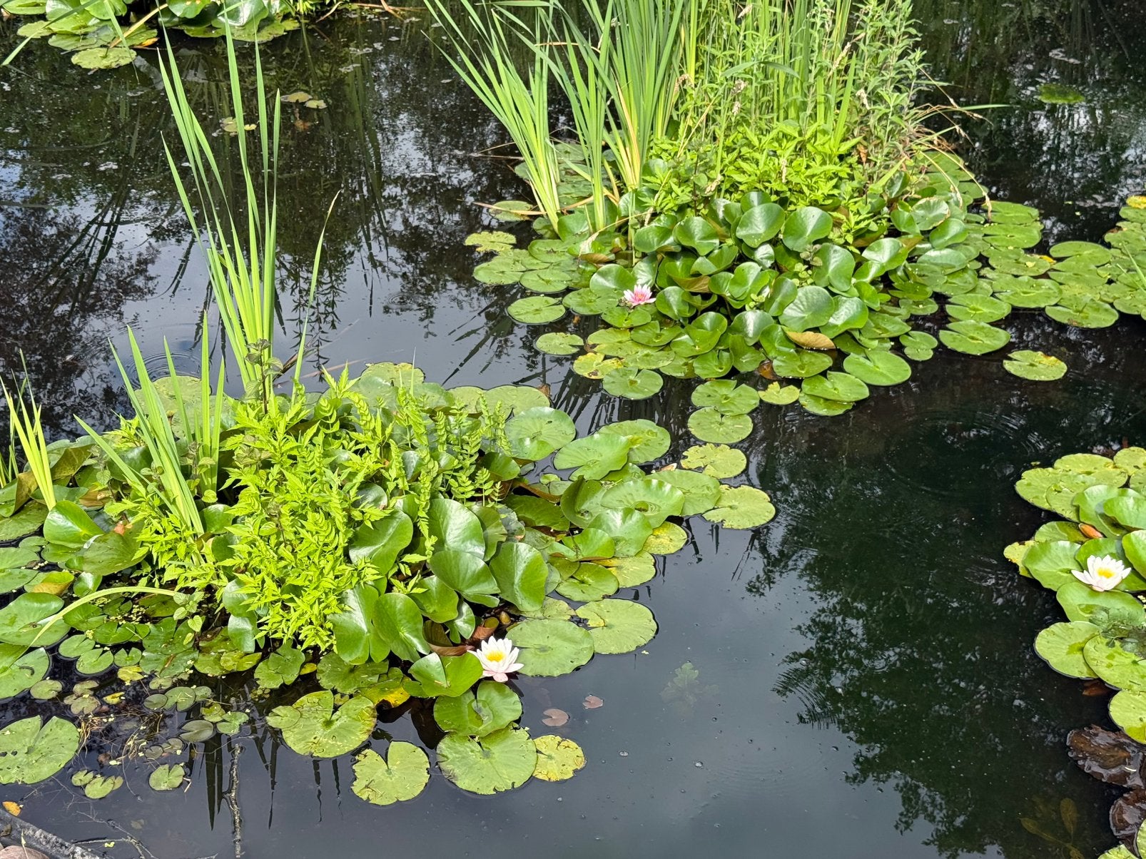 Waterplanten - lelie / gele lis - emmer vol!, Ophalen, Nieuw