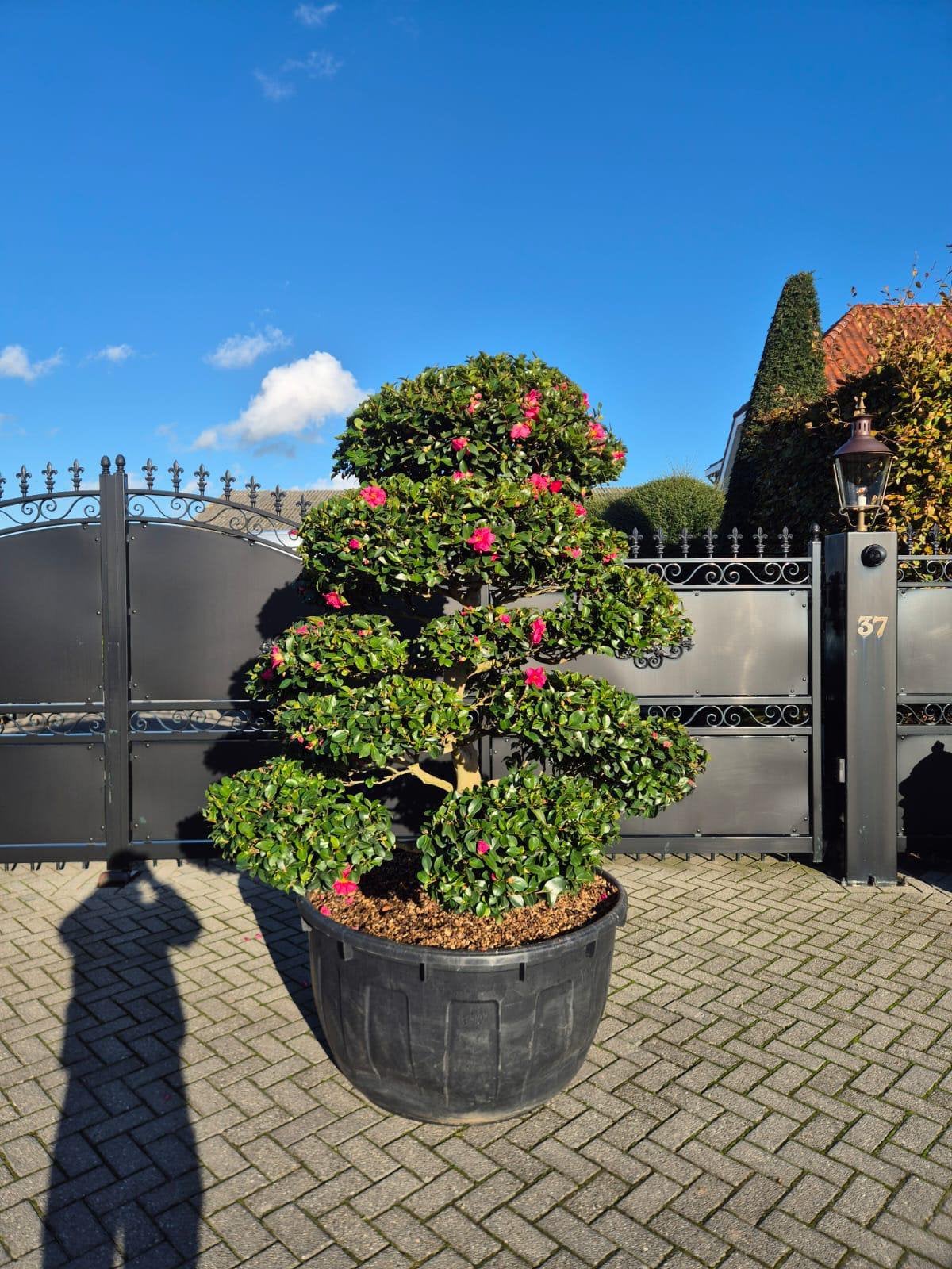 Camellia sasanqua tuinbonsai Vol Dik Uniek wintergroen, Vaste plant, Halfschaduw, Winter, Ophalen