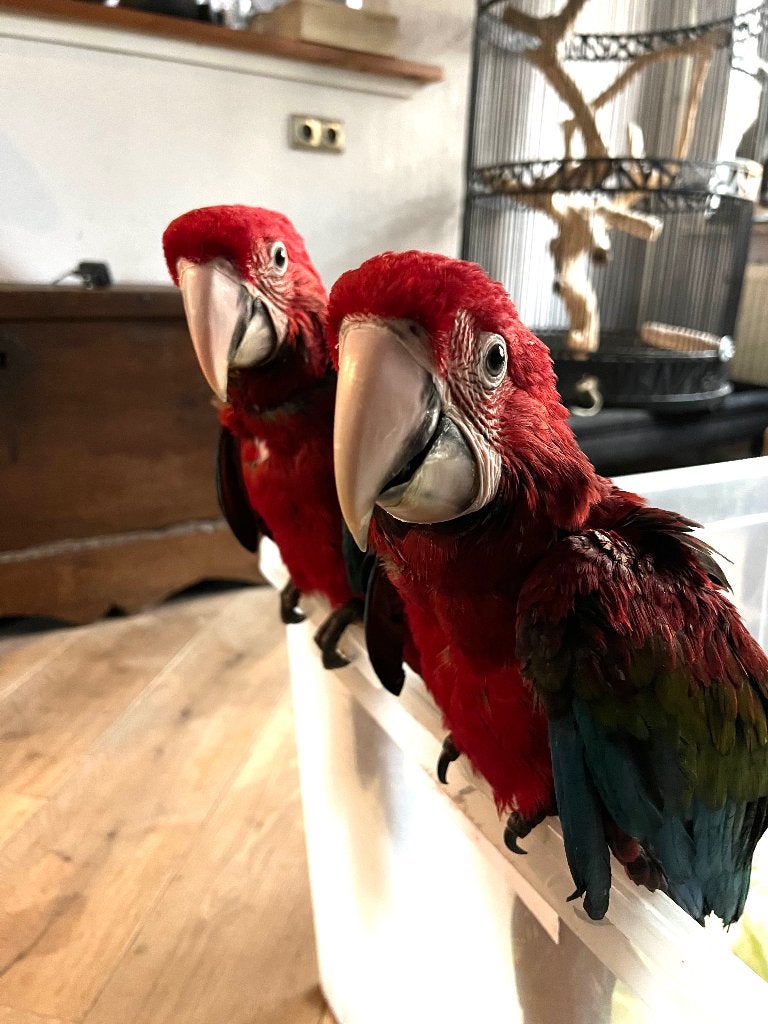 Twee schattige Groenvleugel ara s  baby’s  12 weken, Meerdere dieren, Papegaai, Tam