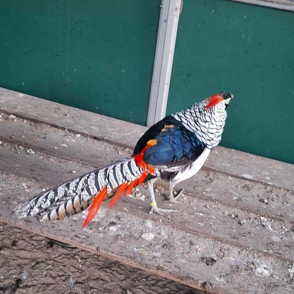 Fazant hanen, Mannelijk, Wildzangvogel, Geringd