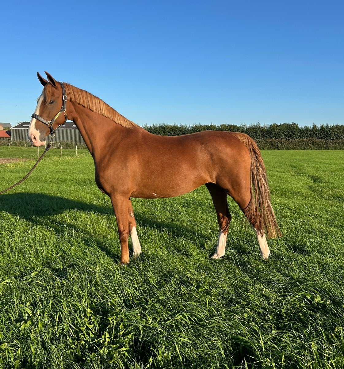 Tuigpaard ster merrie, Merrie, 7 tot 10 jaar, Tuigpaard, 165 tot 170 cm