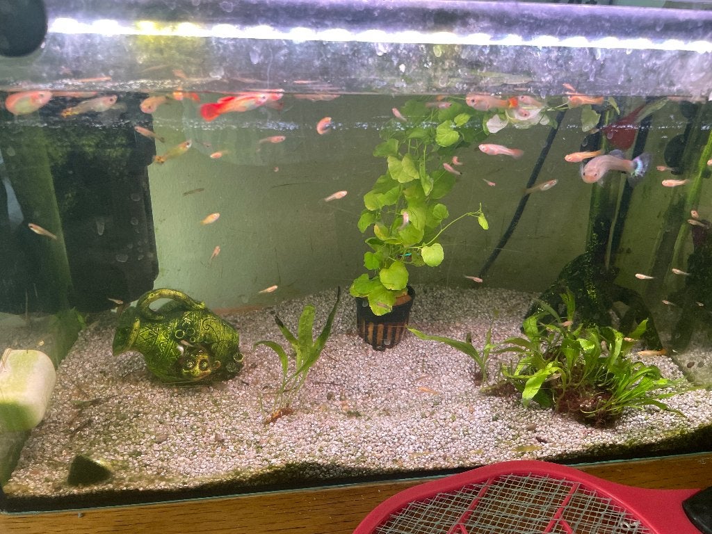 Guppies, Vis, Zoetwatervis