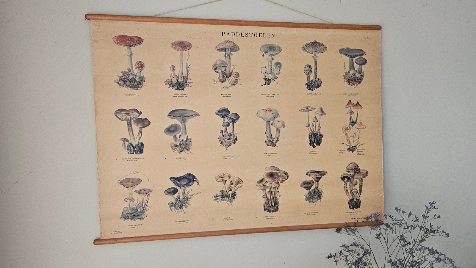 Vintage Paddenstoelen Schoolplaat - Natuur Educatie, Antiek en Kunst, Antiek | Schoolplaten, Ophalen of Verzenden