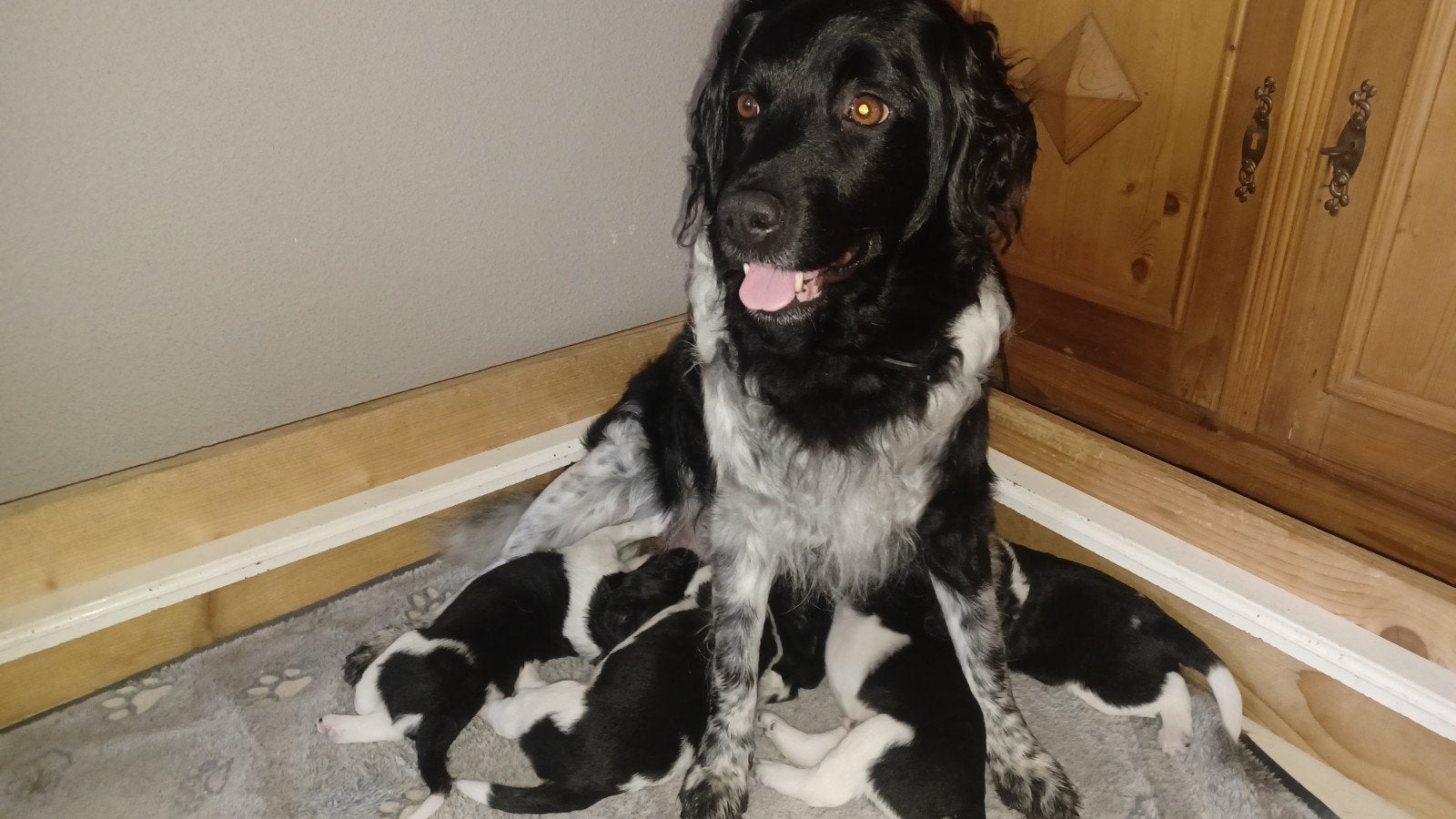 Friesche Stabij Pups, Overige rassen, 8 tot 15 weken, Meerdere dieren, Eén hond