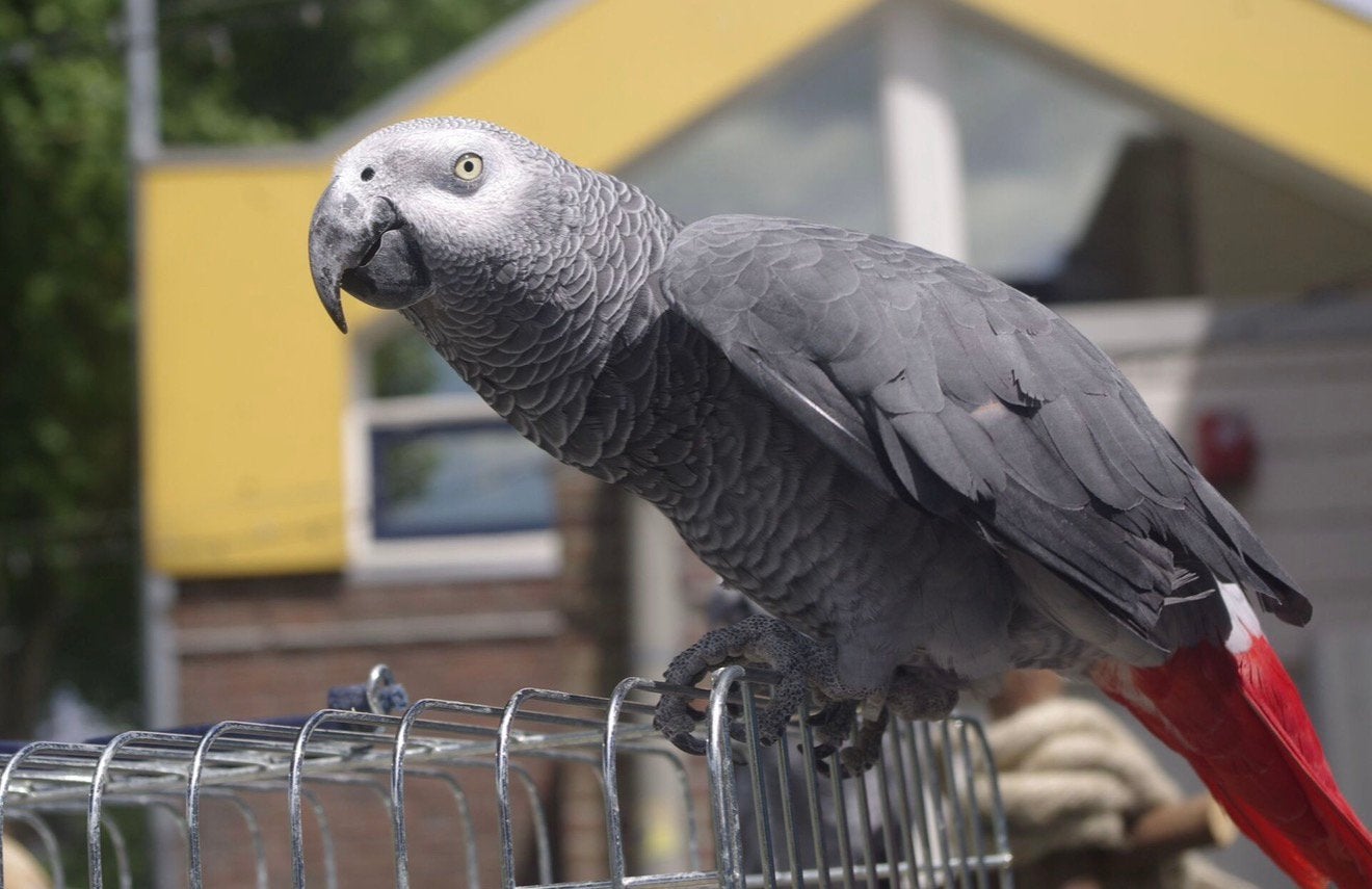 Liefdevol en blijvend thuis aangeboden voor je vogels ️, Tickets en Kaartjes, Eén persoon, Overige typen