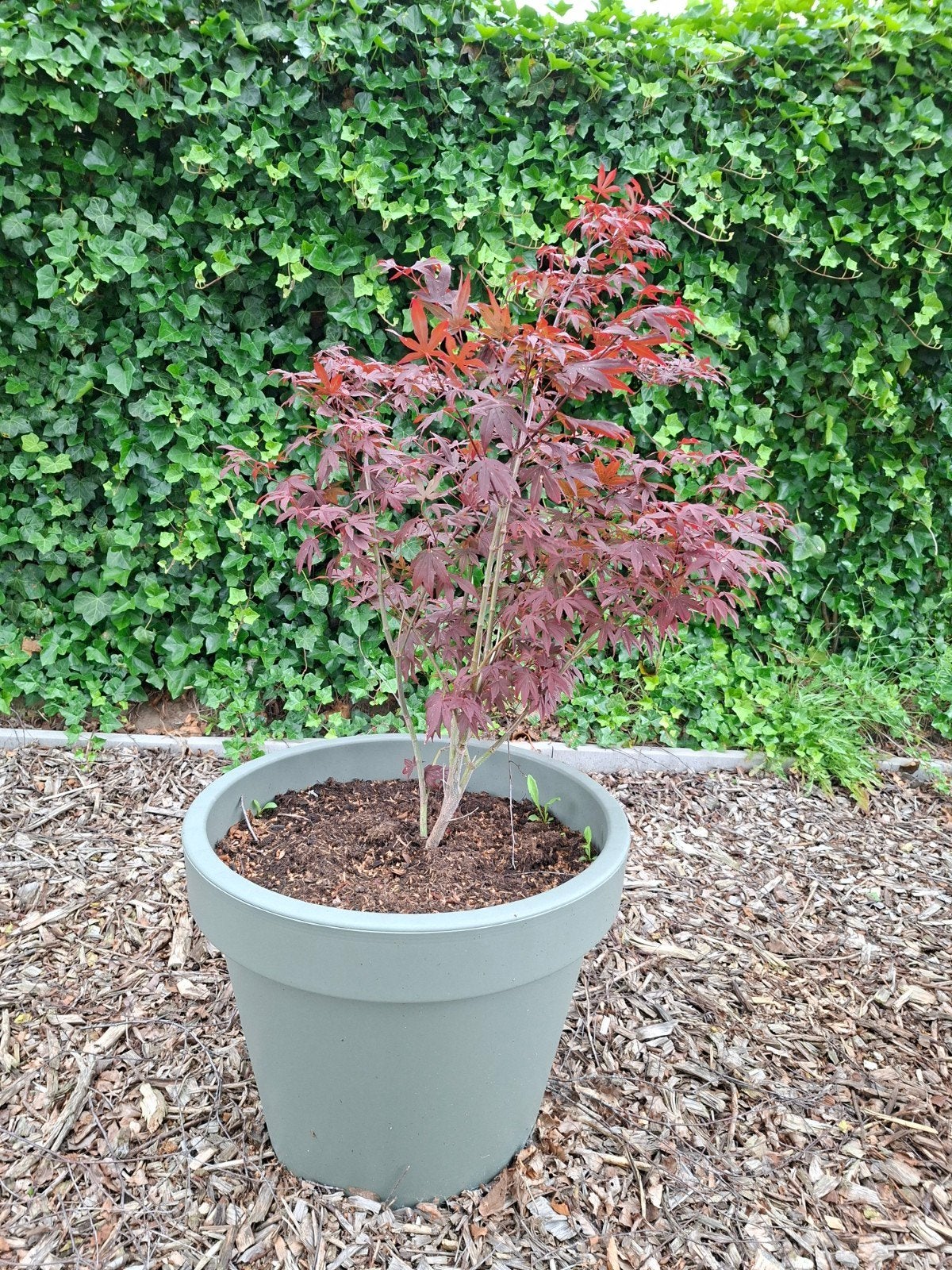2 Japanse Esdoorns in grote pot, Tuin en Terras, Ophalen, Bloeit niet, Volle zon, Overige soorten