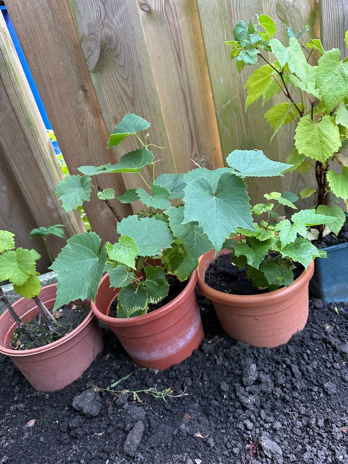 Druifen plant, Tuin en Terras, Ophalen, Overige soorten, Volle zon