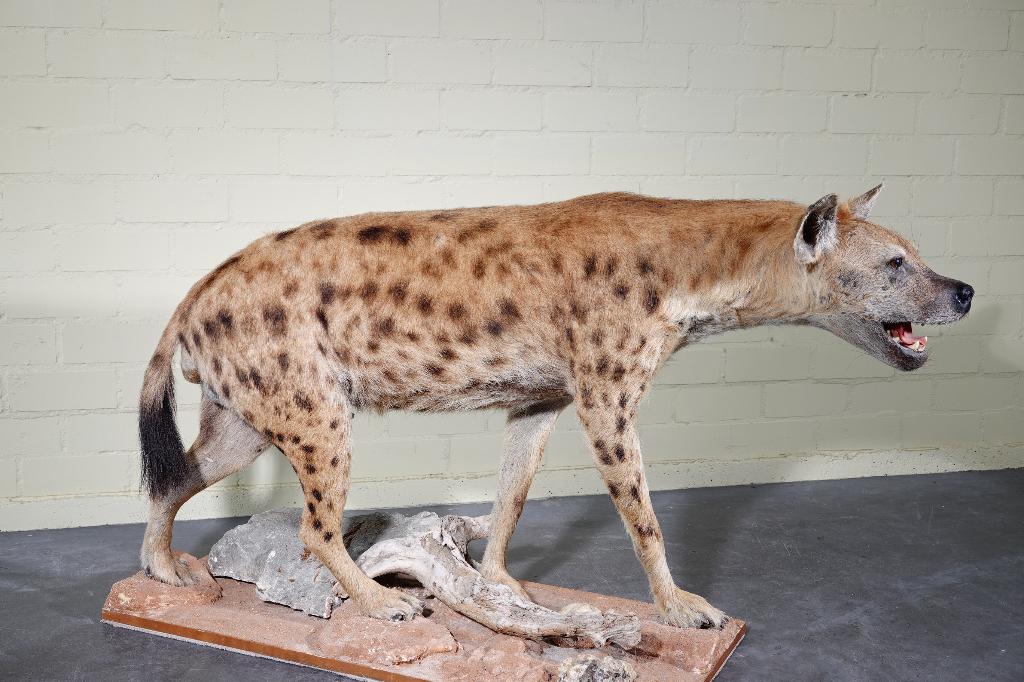 opgezette hyena gevlekte hyenas taxidermy africa, Ophalen, Zo goed als nieuw, Hert, Gewei of Kop