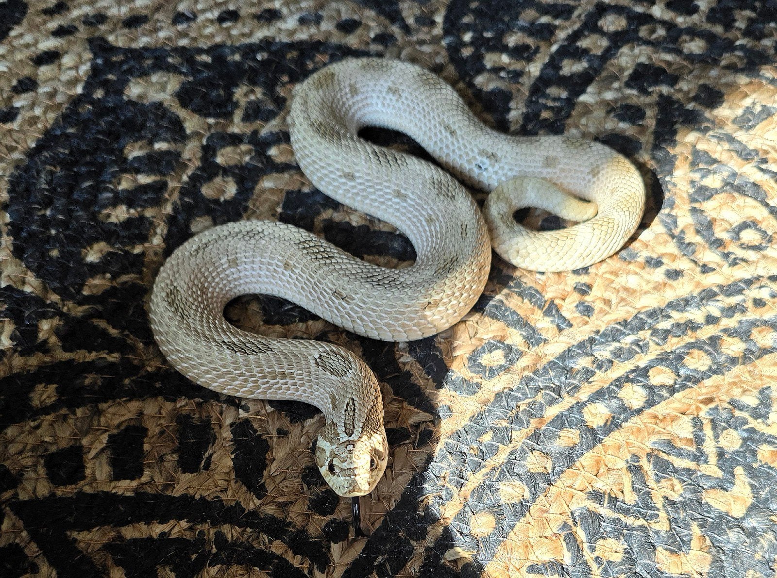1.0 Artic Anaconda koop of ruil, Slang, 3 tot 6 jaar
